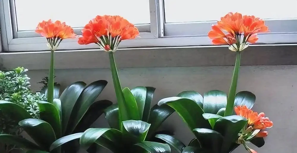 耐寒性好的「10種花」，家裡養一盆，漂亮寓意好，可當年宵花