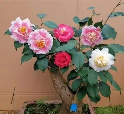 耐寒性好的「10種花」，家裡養一盆，漂亮寓意好，可當年宵花