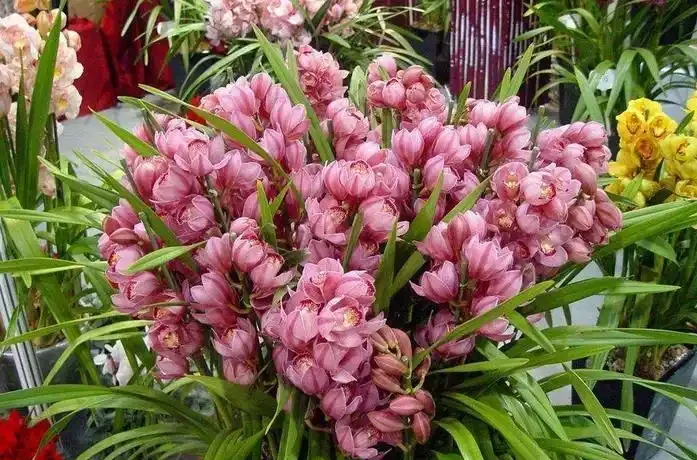 耐寒性好的「10種花」，家裡養一盆，漂亮寓意好，可當年宵花