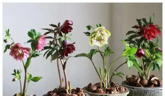 耐寒性好的「10種花」，家裡養一盆，漂亮寓意好，可當年宵花