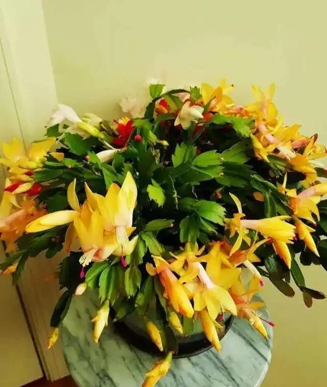 耐寒性好的「10種花」，家裡養一盆，漂亮寓意好，可當年宵花