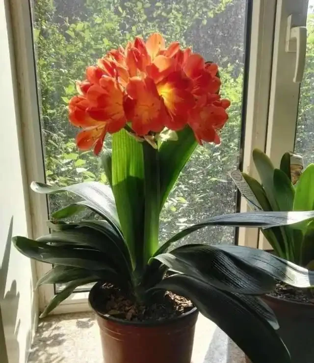 耐寒性好的「10種花」，家裡養一盆，漂亮寓意好，可當年宵花