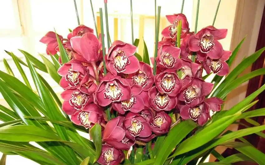耐寒性好的「10種花」，家裡養一盆，漂亮寓意好，可當年宵花
