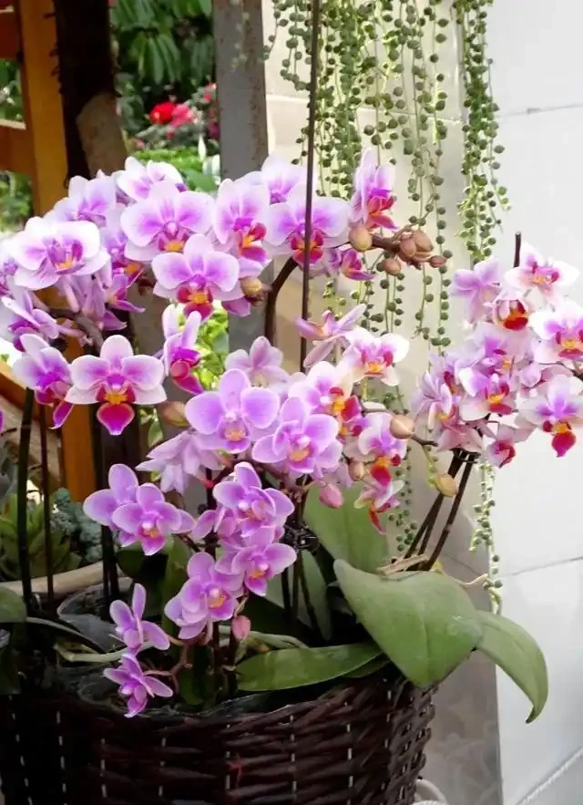 耐寒性好的「10種花」，家裡養一盆，漂亮寓意好，可當年宵花