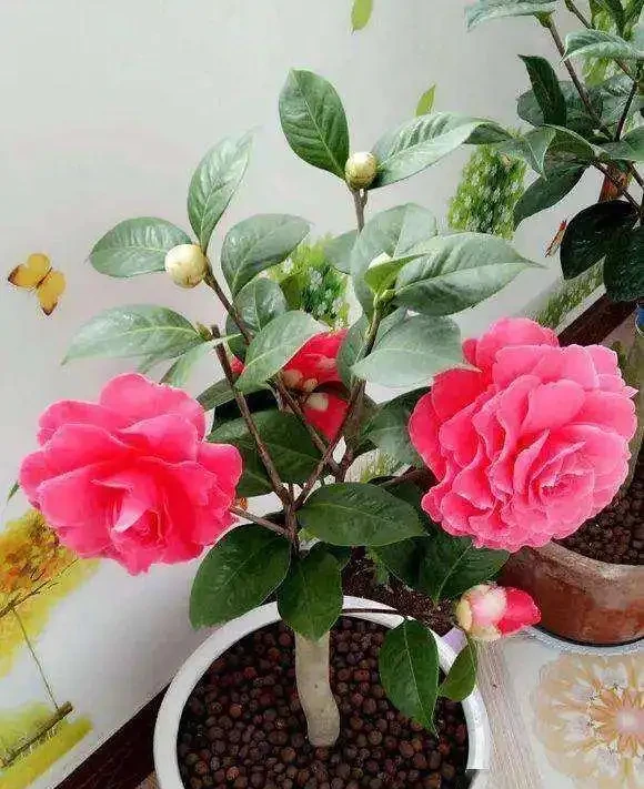 耐寒性好的「10種花」，家裡養一盆，漂亮寓意好，可當年宵花