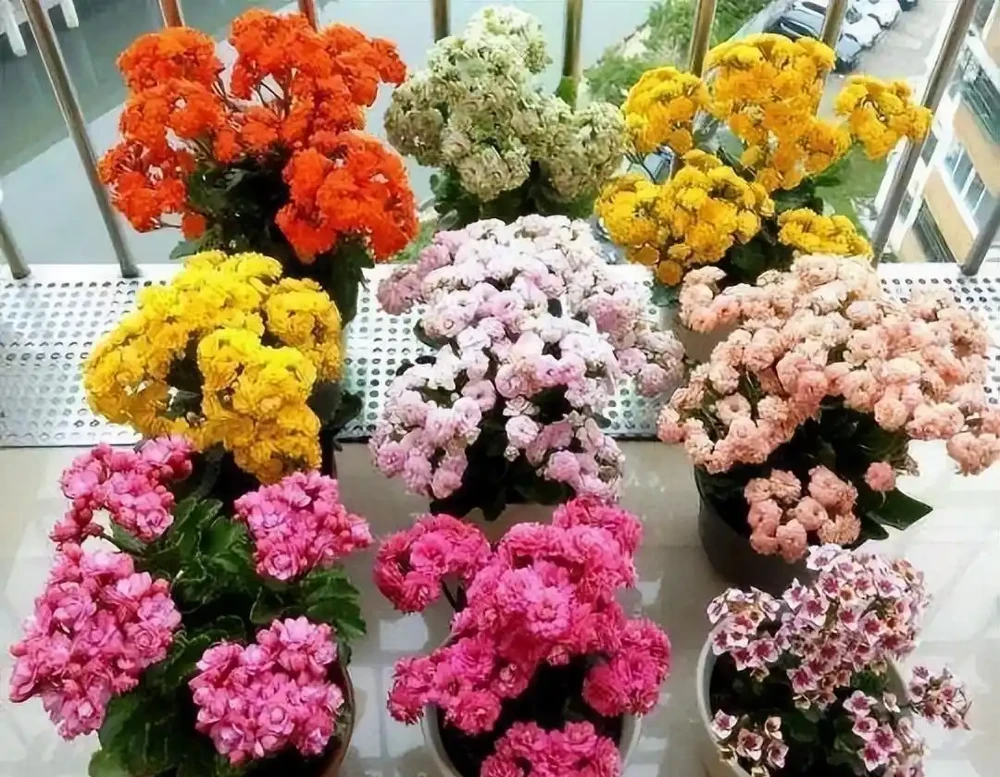 耐寒性好的「10種花」，家裡養一盆，漂亮寓意好，可當年宵花