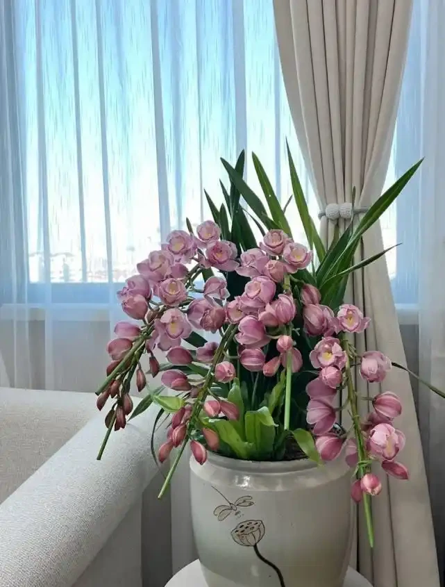 耐寒性好的「10種花」，家裡養一盆，漂亮寓意好，可當年宵花