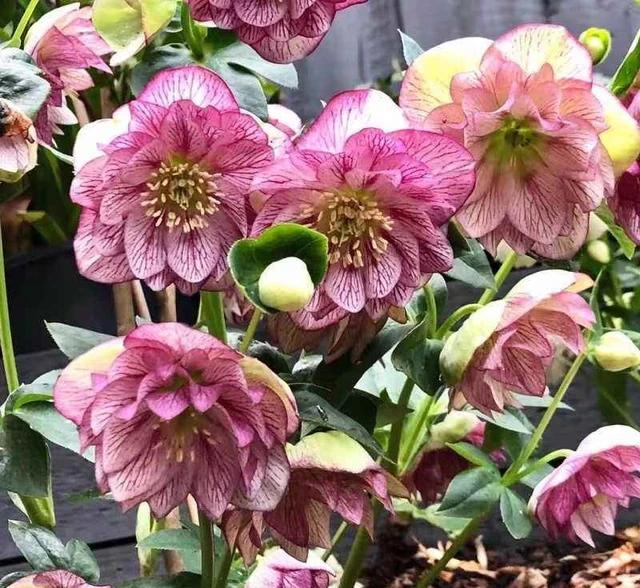 耐寒性好的「10種花」，家裡養一盆，漂亮寓意好，可當年宵花