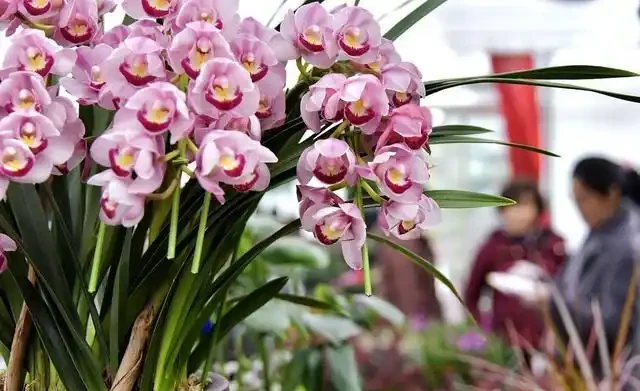 耐寒性好的「10種花」，家裡養一盆，漂亮寓意好，可當年宵花