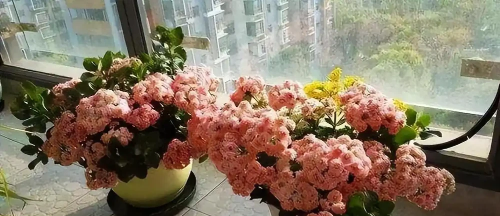 耐寒性好的「10種花」，家裡養一盆，漂亮寓意好，可當年宵花