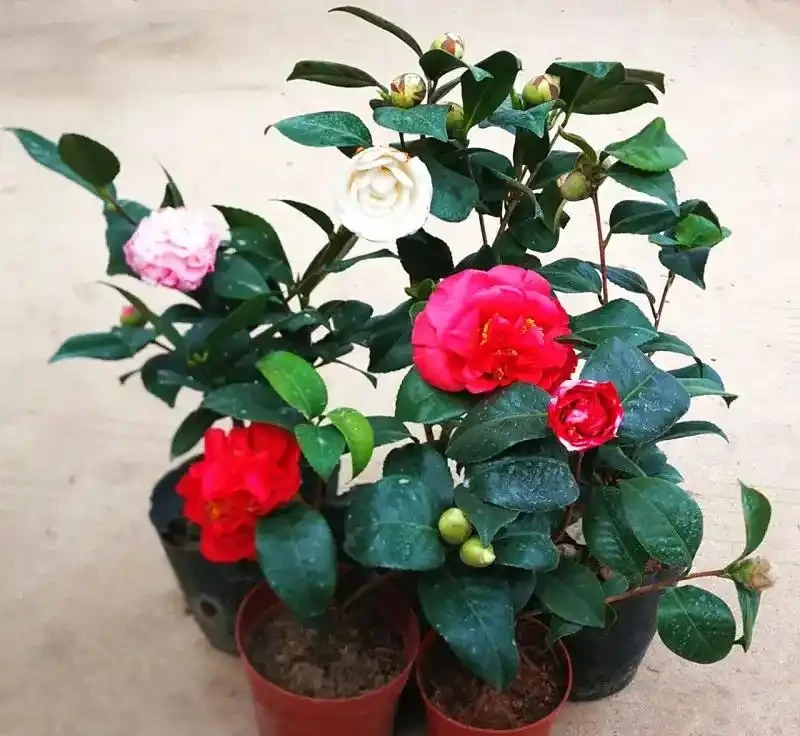 耐寒性好的「10種花」，家裡養一盆，漂亮寓意好，可當年宵花