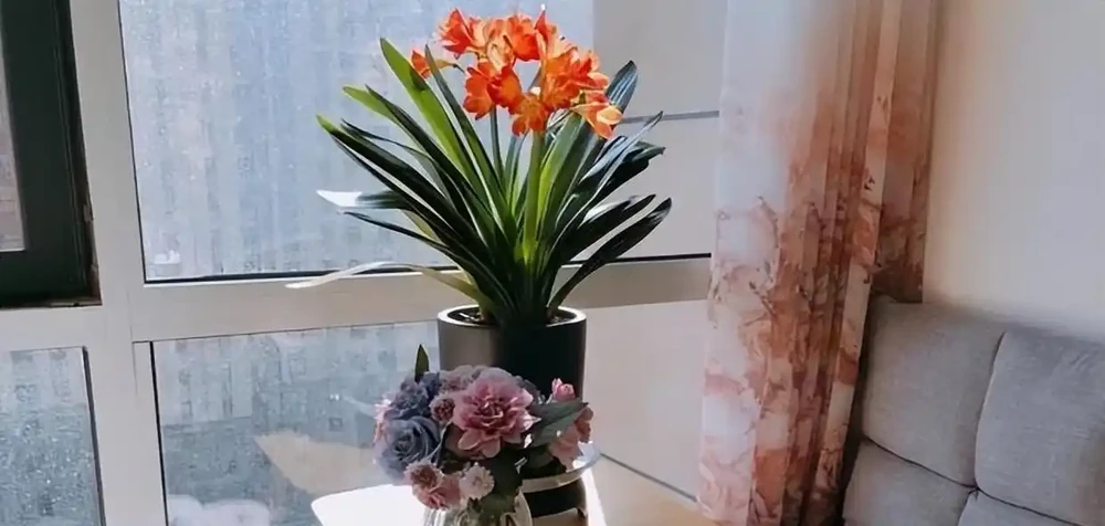 耐寒性好的「10種花」，家裡養一盆，漂亮寓意好，可當年宵花