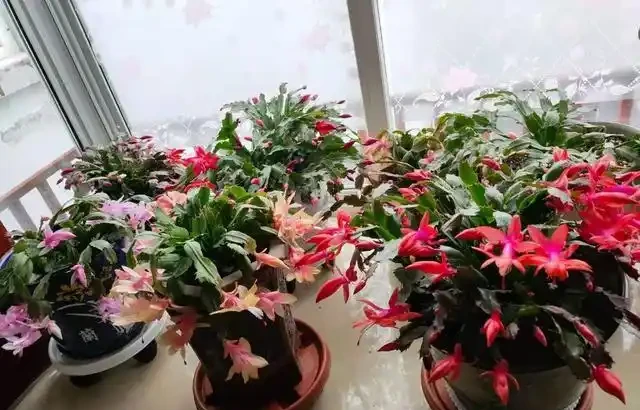 耐寒性好的「10種花」，家裡養一盆，漂亮寓意好，可當年宵花