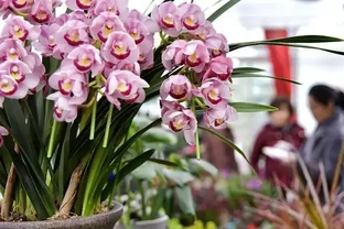 耐寒性好的「10種花」，家裡養一盆，漂亮寓意好，可當年宵花