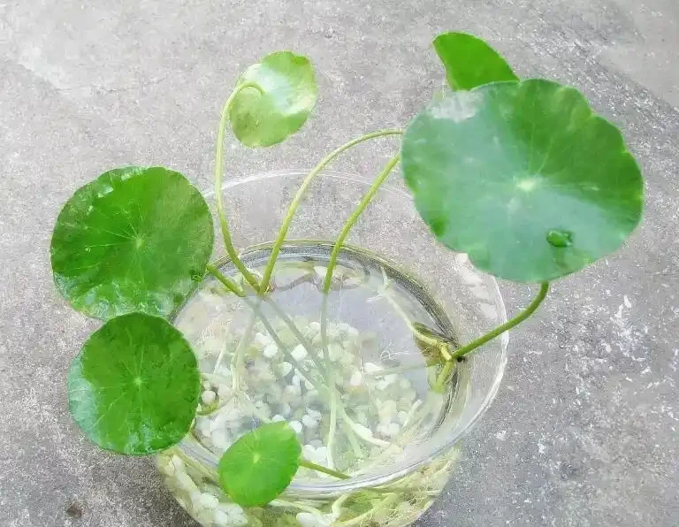 金錢草怎麼養水耕?這幾點多注意,讓它葉片翠綠,生機勃勃