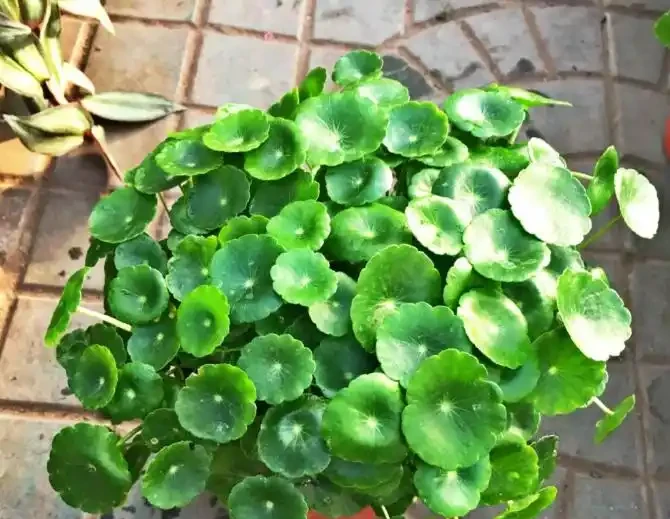 金錢草怎麼養水耕?這幾點多注意,讓它葉片翠綠,生機勃勃