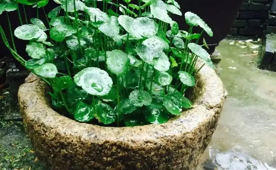 金錢草怎麼養水耕?這幾點多注意,讓它葉片翠綠,生機勃勃