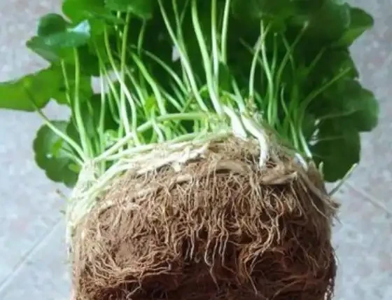 金錢草怎麼養水耕?這幾點多注意,讓它葉片翠綠,生機勃勃