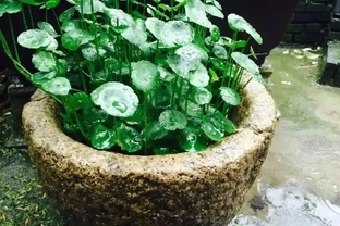 金錢草怎麼養水耕？這幾點多注意，讓它葉片翠綠，生機勃勃