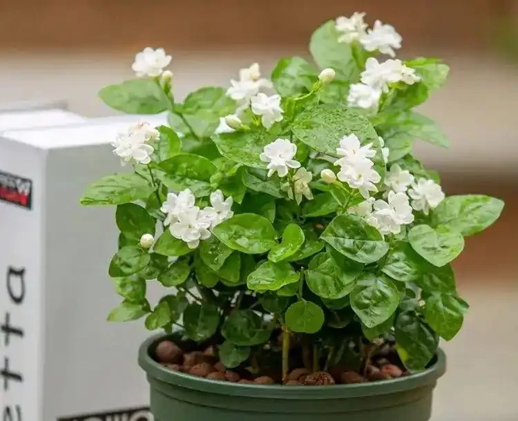 臥室養花,必養3種,香氣淡雅枝葉繁茂,養神促睡眠,身體精神棒