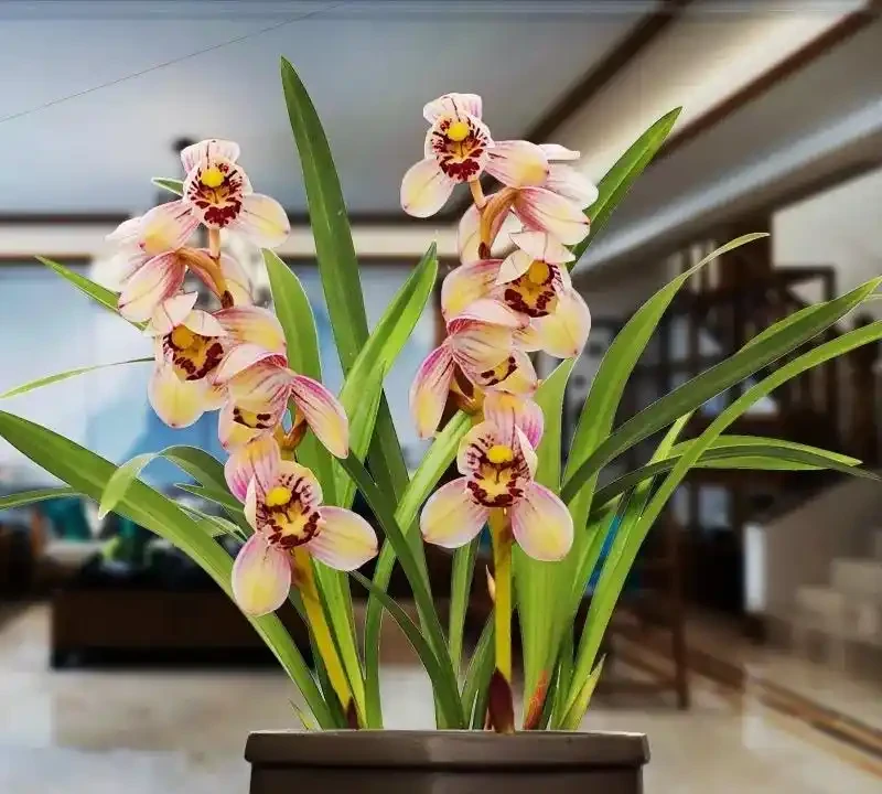 臥室養花,必養3種,香氣淡雅枝葉繁茂,養神促睡眠,身體精神棒