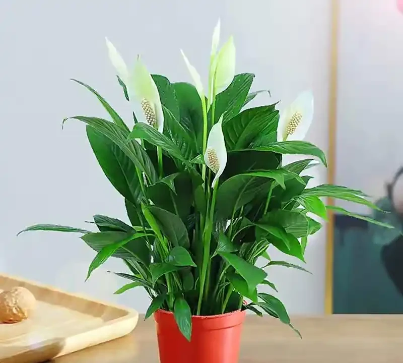 臥室養花,必養3種,香氣淡雅枝葉繁茂,養神促睡眠,身體精神棒