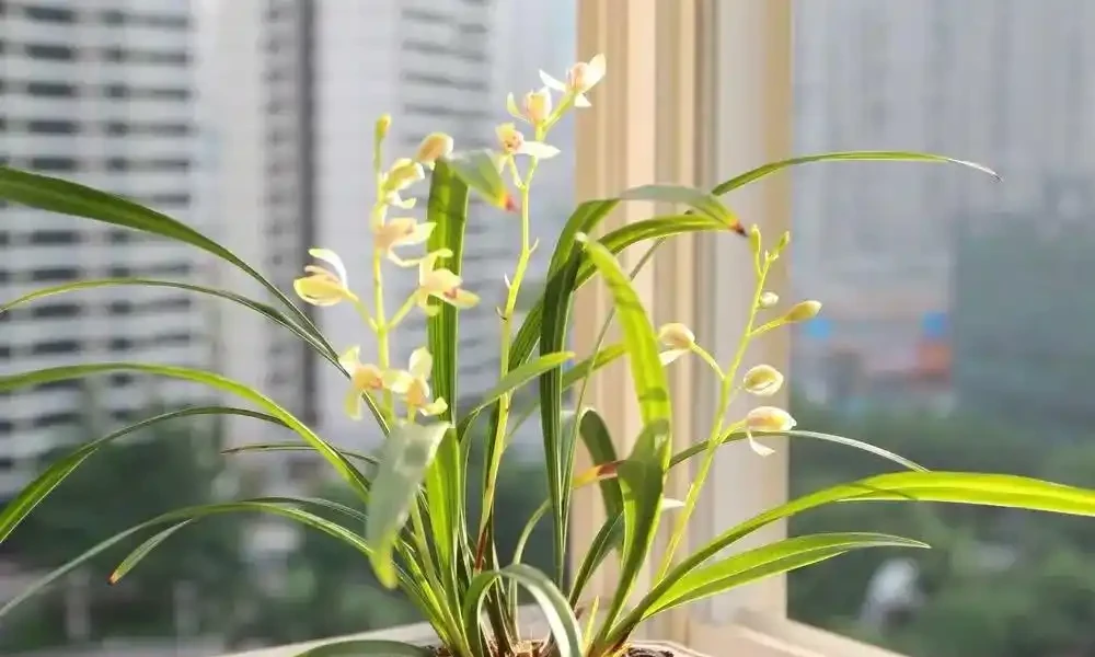 臥室養花,必養3種,香氣淡雅枝葉繁茂,養神促睡眠,身體精神棒