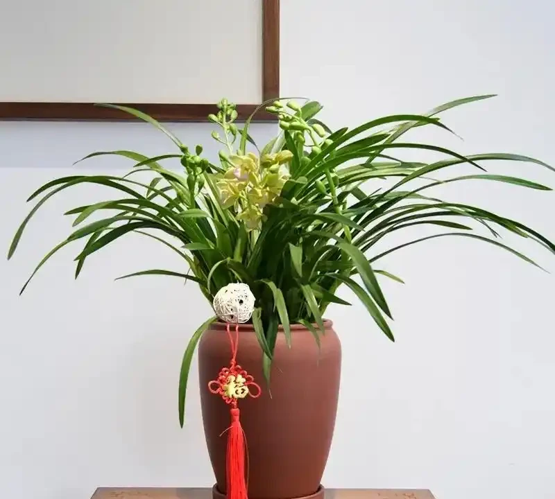 臥室養花,必養3種,香氣淡雅枝葉繁茂,養神促睡眠,身體精神棒