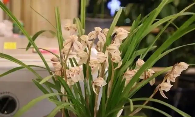 臥室養花,必養3種,香氣淡雅枝葉繁茂,養神促睡眠,身體精神棒