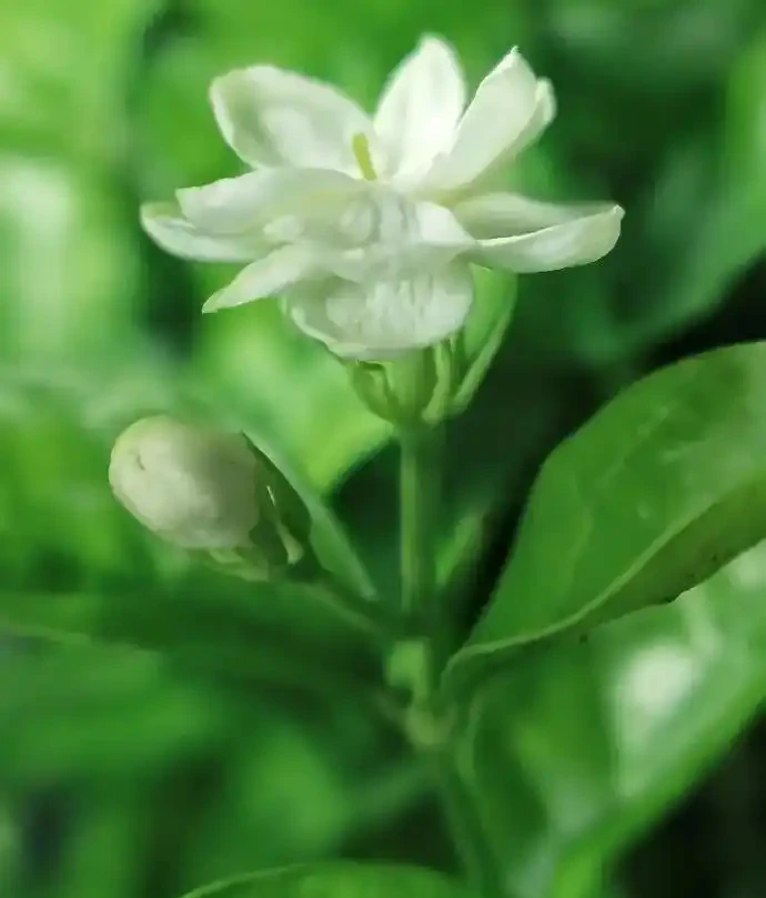 臥室養花,必養3種,香氣淡雅枝葉繁茂,養神促睡眠,身體精神棒