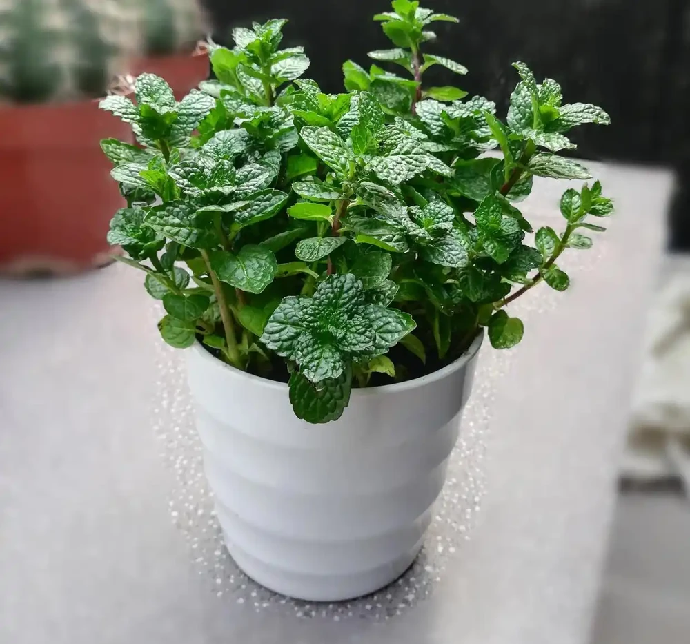 臥室養花,必養3種,香氣淡雅枝葉繁茂,養神促睡眠,身體精神棒