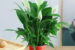 臥室養花，必養3種，香氣淡雅枝葉繁茂，養神促睡眠，身體精神棒