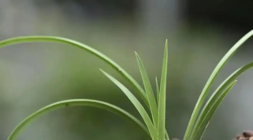 沒有病害的情況下，蘭花葉尖為何會出現枯焦、發黑的現象？