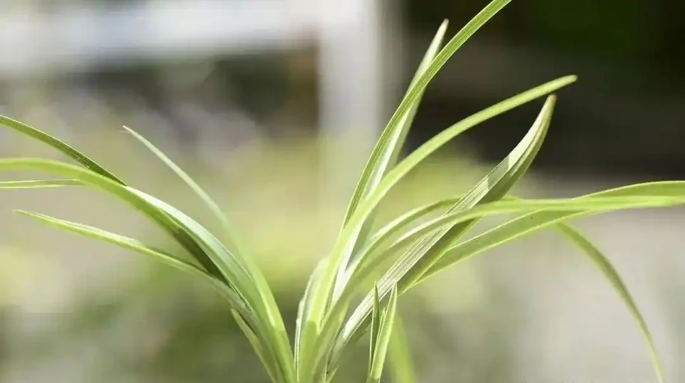 沒有病害的情況下，蘭花葉尖為何會出現枯焦、發黑的現象？