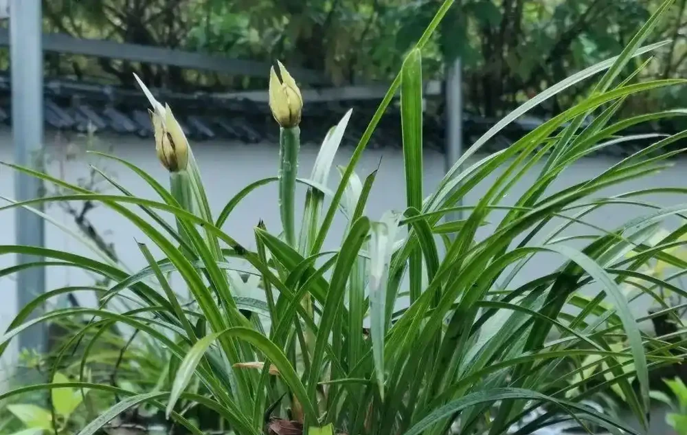 沒有病害的情況下，蘭花葉尖為何會出現枯焦、發黑的現象？