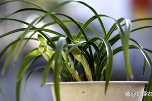 沒有病害的情況下，蘭花葉尖為何會出現枯焦、發黑的現象？