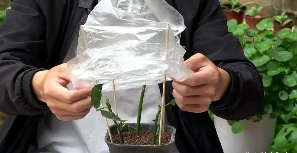 憑藉一招「枝條插枝」的本事，0成本玩觀果盆景，你也來試試！