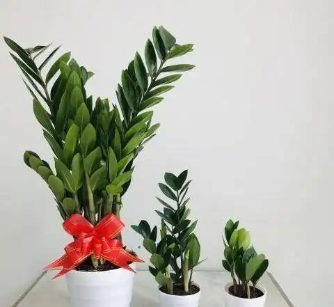 雪鐵芋，也叫雪鐵芋，如何養護才能長勢繁茂，翠綠有光澤