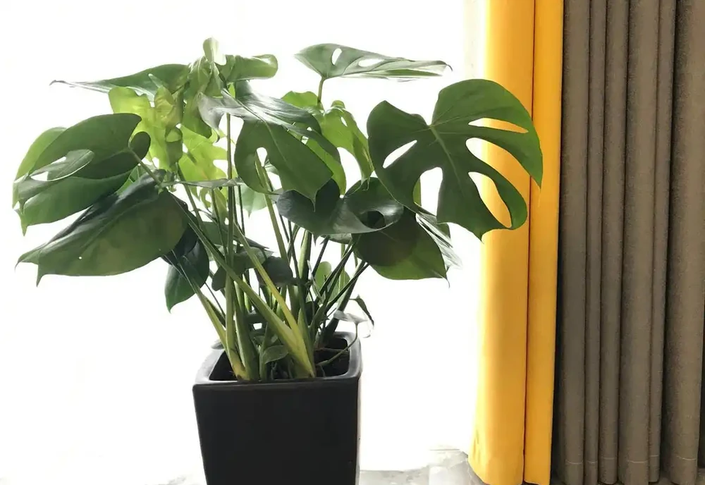 發現一戶人家的龜背芋,從1樓竄到2樓,猶如仙境,分享給大家瞧瞧