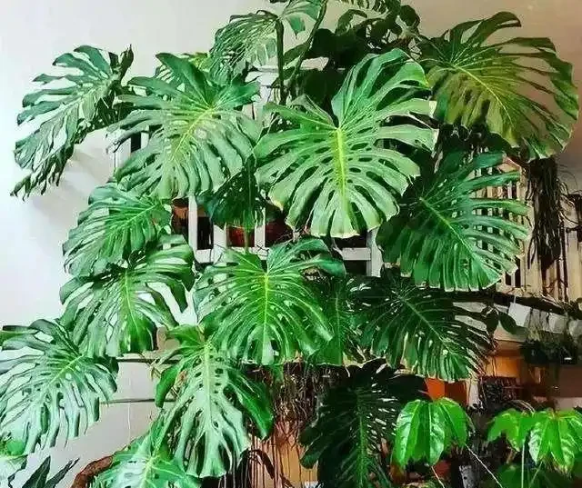 發現一戶人家的龜背芋,從1樓竄到2樓,猶如仙境,分享給大家瞧瞧