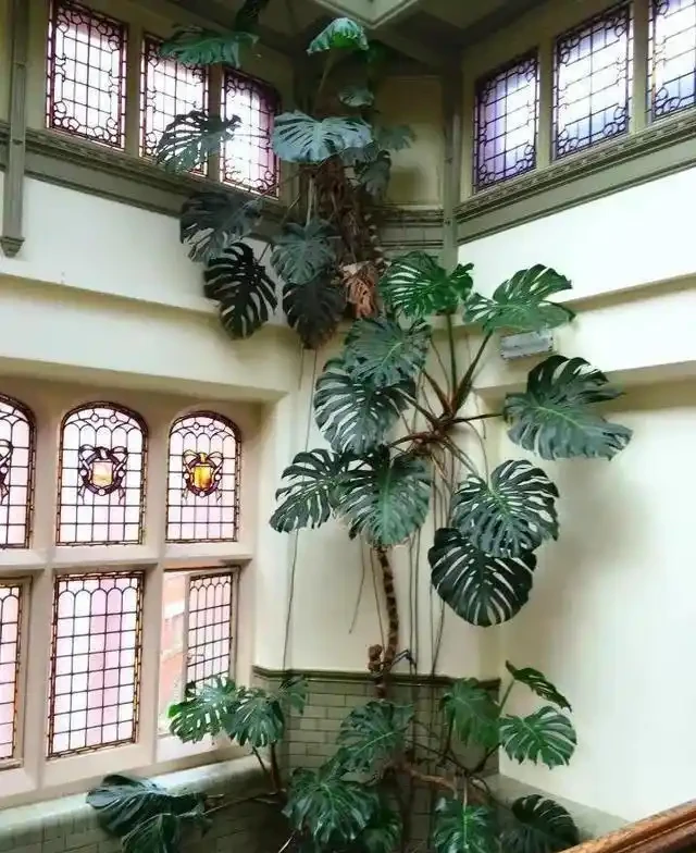 發現一戶人家的龜背芋,從1樓竄到2樓,猶如仙境,分享給大家瞧瞧