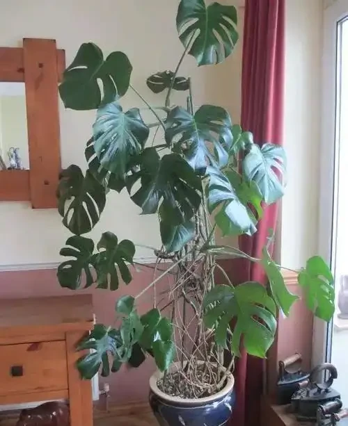 發現一戶人家的龜背芋,從1樓竄到2樓,猶如仙境,分享給大家瞧瞧