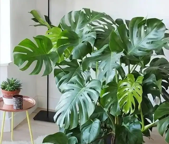 發現一戶人家的龜背芋,從1樓竄到2樓,猶如仙境,分享給大家瞧瞧
