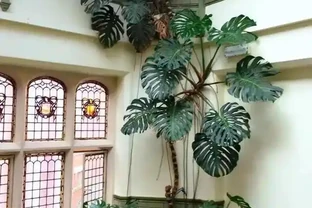 發現一戶人家的龜背芋，從1樓竄到2樓，猶如仙境，分享給大家瞧瞧