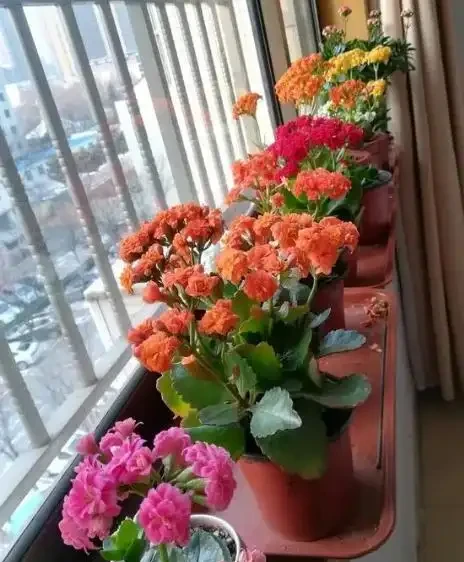 聖誕伽藍菜葉子焦邊乾枯是什麼原因?如何解決?