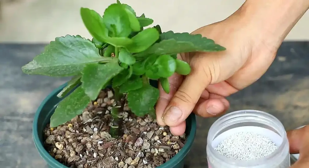 聖誕伽藍菜葉子焦邊乾枯是什麼原因?如何解決?