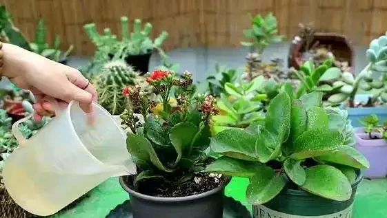 聖誕伽藍菜葉子焦邊乾枯是什麼原因?如何解決?