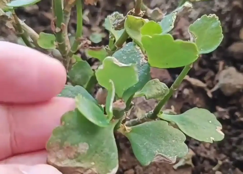 聖誕伽藍菜葉子焦邊乾枯是什麼原因?如何解決?