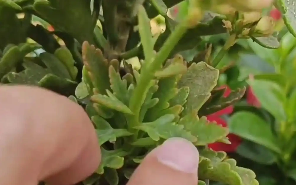 聖誕伽藍菜葉子焦邊乾枯是什麼原因?如何解決?