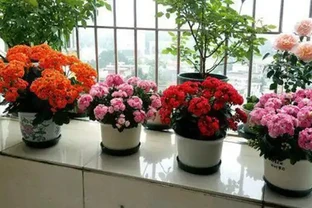 聖誕伽藍菜葉子焦邊乾枯是什麼原因？如何解決？